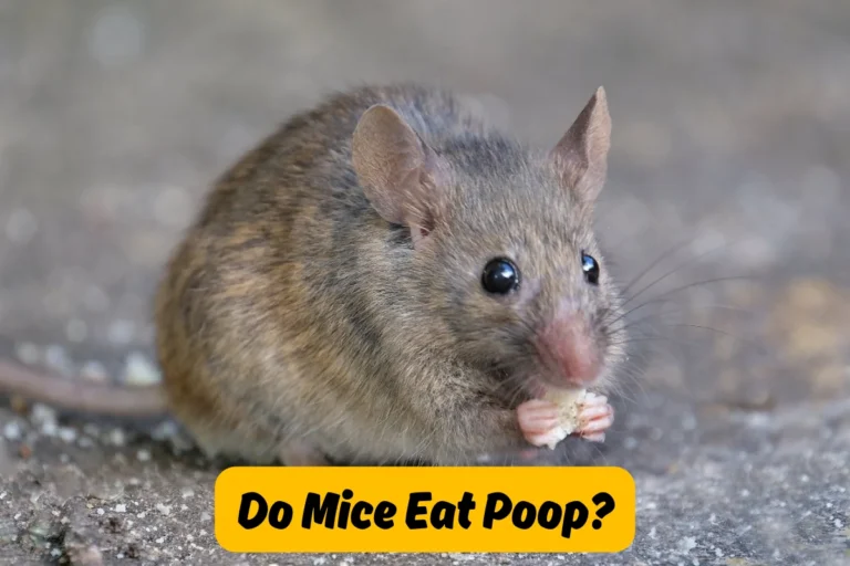 Do Mice Eat Poop