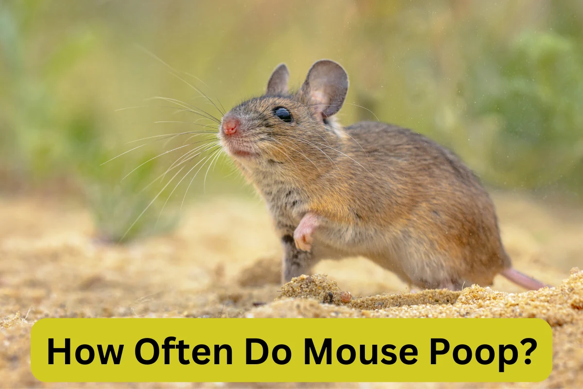 How Often Do Mouse Poop?