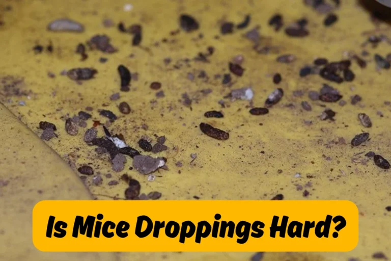 is mice poop hard?