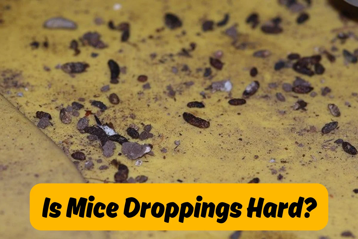 is mice poop hard?