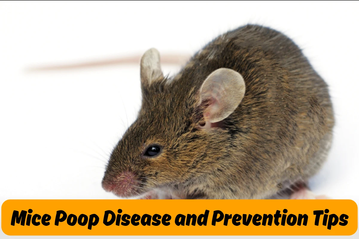 Mice Poop Disease