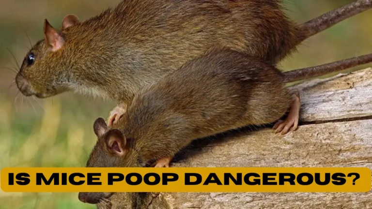 Is Mice Poop Dangerous